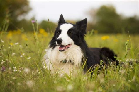 how to minimize collie shedding.